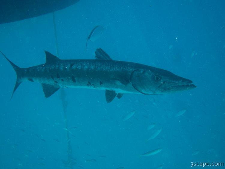 Barracuda hanging out under our boat