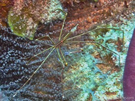 Spider shrimp