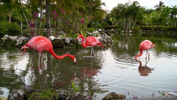 Flamingos