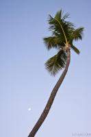 Palm tree and the setting moon