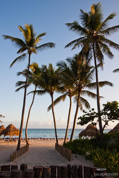 Palm trees on the resort beach