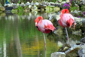 Flamingos