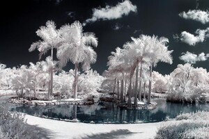 Ponds and Palm Trees