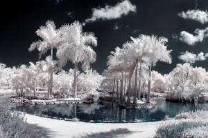 Tropical Paradise Infrared