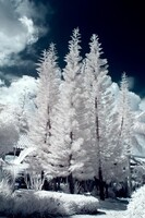 Tall tropical pine trees
