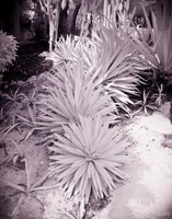 Yucca plants