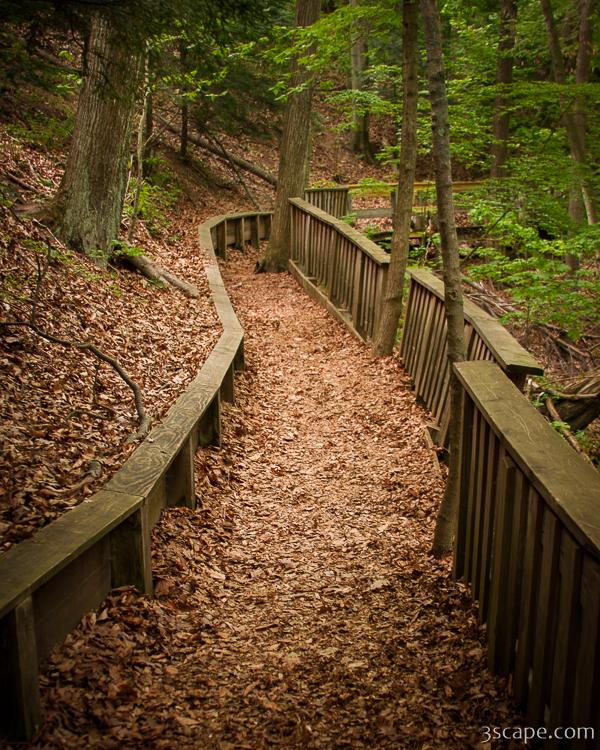 wooded trail