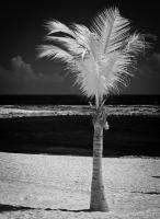 Single Palm Tree in Infrared