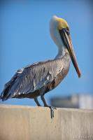 Brown Pelican