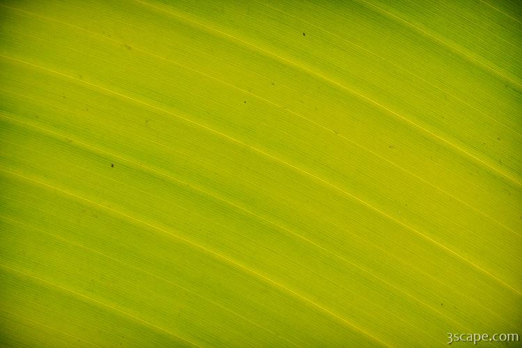 Palm leaf abstract