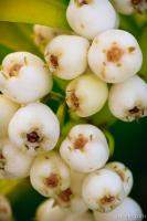 White berries macro White berries macro