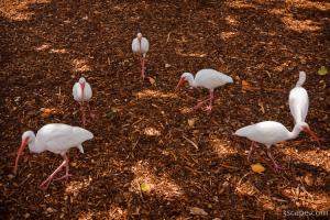 White Ibis birds hovering for scraps