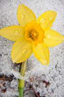 Daffodil in Spring Snow