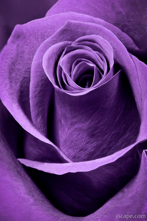 Violet Rose Photograph - Landscape & Travel Photography for Sale by