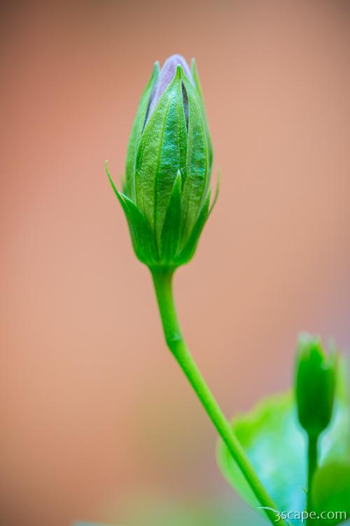 Flower Bud Macro