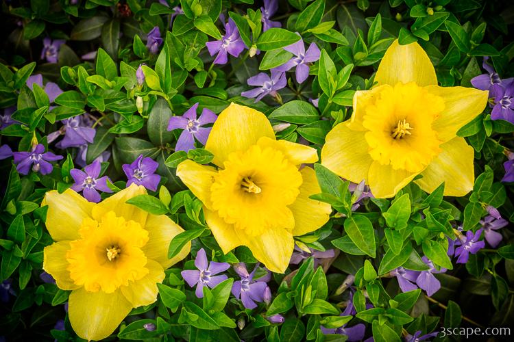 Three Daffodils in Blooming Periwinkle