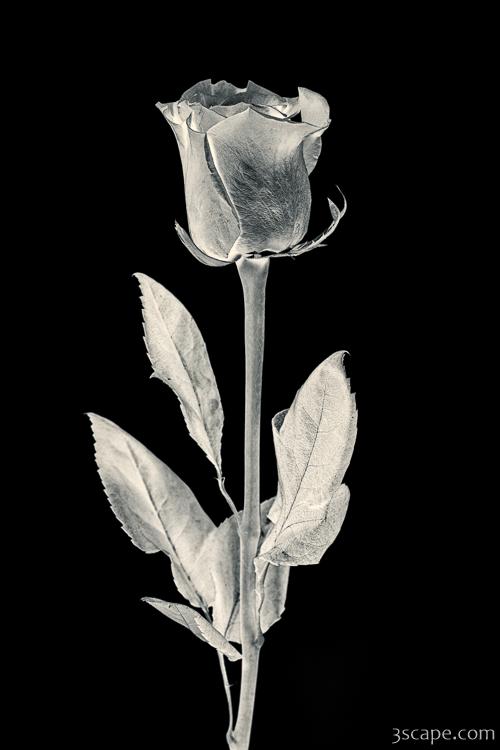 Metallic Silver Rose on Black Background Photograph - Fine Art Prints