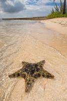 Starfish on the beach at Starfish Point