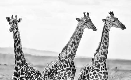 Three Giraffes Framed Print