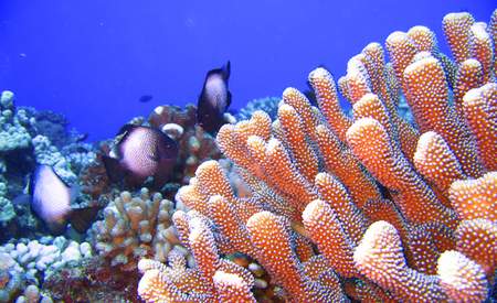 Maui Scuba Diving - Lanai