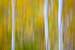 Previous Image: Three Aspens in Autumn Abstract