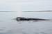 Next Image: Gray Whale spraying
