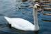 Next Image: Swan
