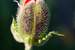 Next Image: Budding Poppy flower