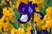 Next Image: Irises at the Iris Farm