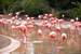 Previous Image: Pink Flamingos