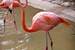 Previous Image: Flamingos