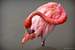 Previous Image: A Flamingo cleaning itself