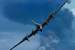 B-17 Flying Fortress