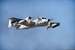 Current Image: Grumman RV-1D Mohawk (Army reconaisance aircraft)