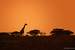 Current Image: Giraffe in the hazy sunset