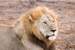 Previous Image: Lion (Simba in Kiswahili)