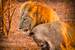 Current Image: Mom and Dad lions cuddling