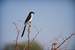 Previous Image: Long-tailed Fiscal Shrike