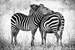 Cuddling zebras