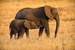 Mom and baby elephant