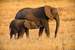 Previous Image: Mother and Baby Elephants