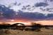 Herd of Cape Buffalo at sunset