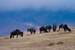Wildebeest eating breakfast on the crater floor