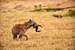 Current Image: A spotted hyena carrying off wildebeest horns