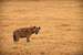 Previous Image: Spotted hyena
