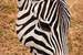 Next Image: Common Zebra