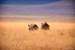 Next Image: Black rhinos walking away