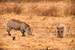 Next Image: Warthogs searching for food