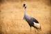 Previous Image: Gray Crowned Crane