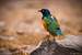 Previous Image: Superb Starling